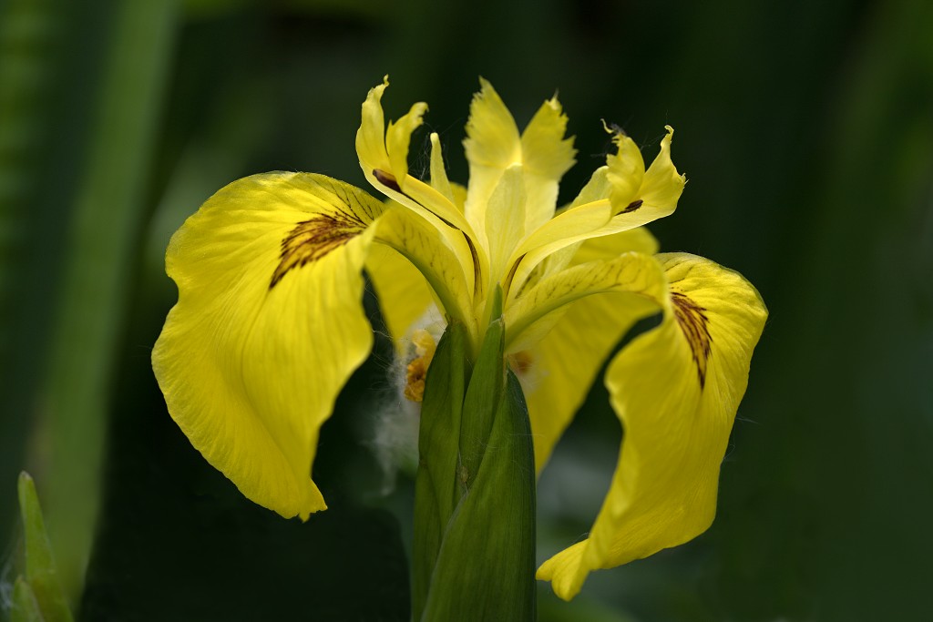 voornes duin tenellaplas Quackjeswater natuur natuurgebied natuurmonumenten hdr duinen Zuid Hollands landschap polder bossen natuurreservaat Natura 2000